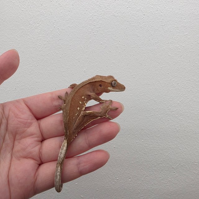 레드 바이 화이트포트홀