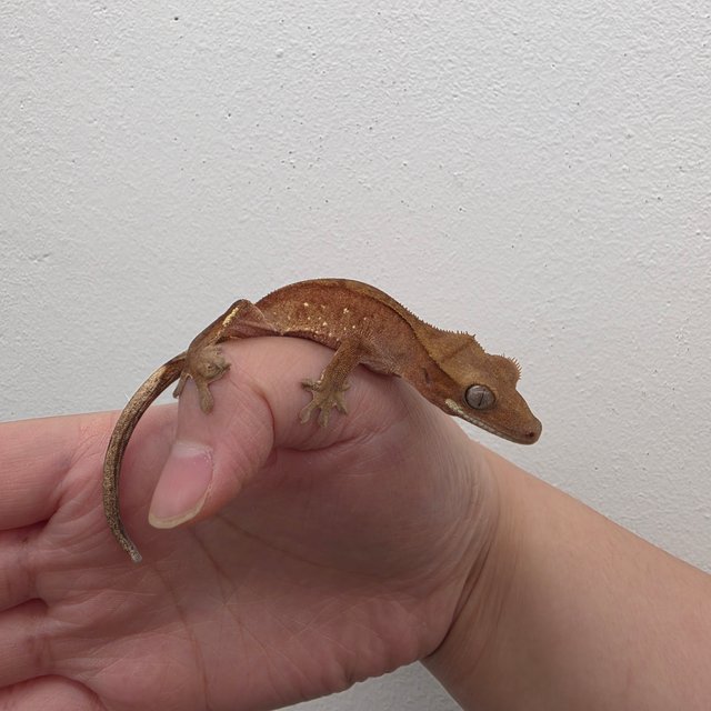 레드 바이 화이트포트홀