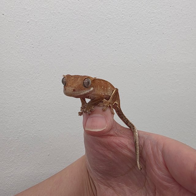 레드 바이 화이트포트홀