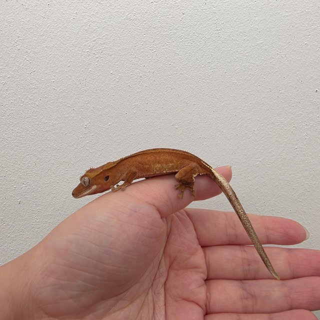 레드 바이 화이트포트홀