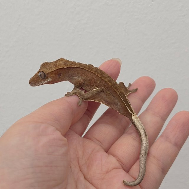 레드 바이 화이트포트홀