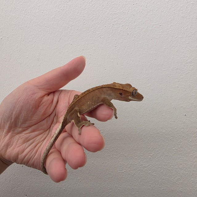 레드 바이 화이트포트홀