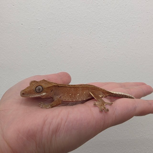 레드 바이 화이트포트홀