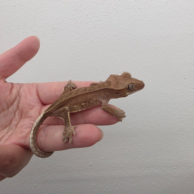 레드 바이 화이트포트홀