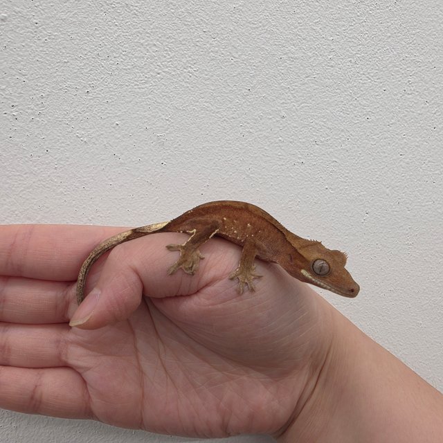 레드 바이 화이트포트홀