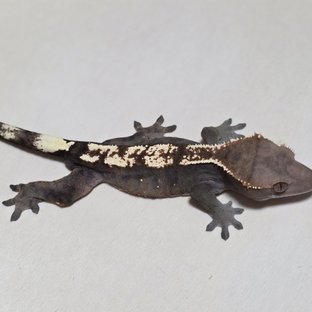 세이블 100%헷아잔틱