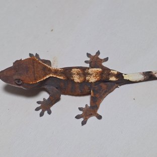 세이블 100%헷아잔틱