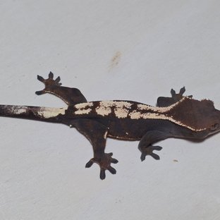 세이블 100%헷아잔틱