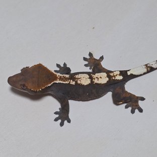 세이블 100%헷아잔틱