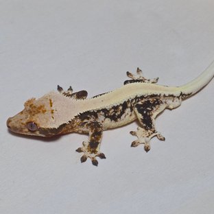 릴리100%헷아잔틱