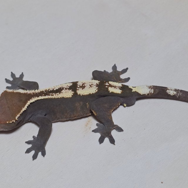 세이블 100%헷아잔틱