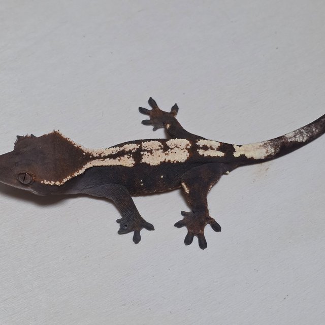 세이블 100%헷아잔틱