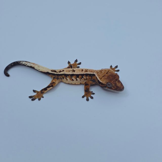 세이블