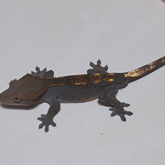 세이블 100%헷아잔틱