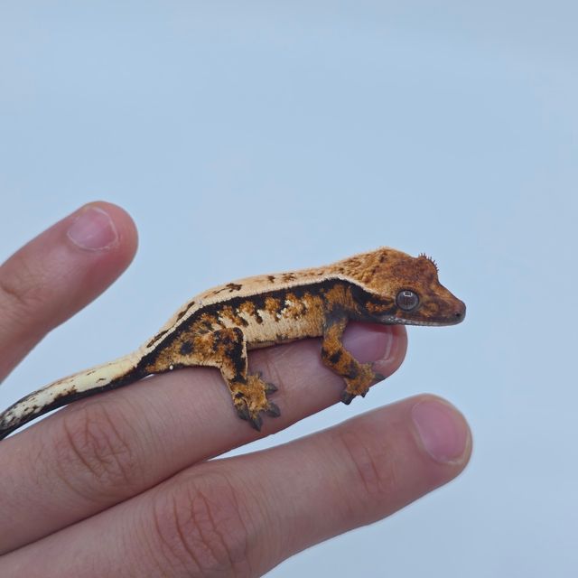 세이블