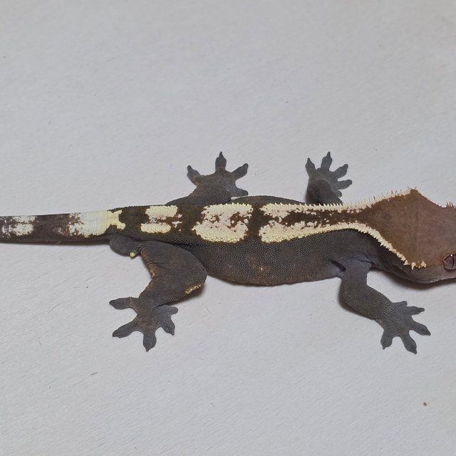 세이블 100%헷아잔틱