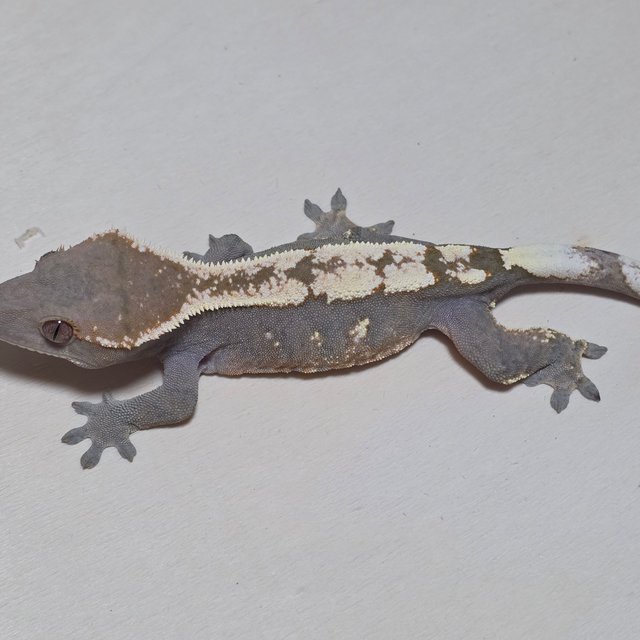 세이블 100%헷아잔틱