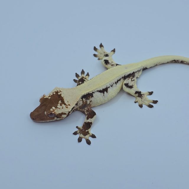 릴리 세이블
