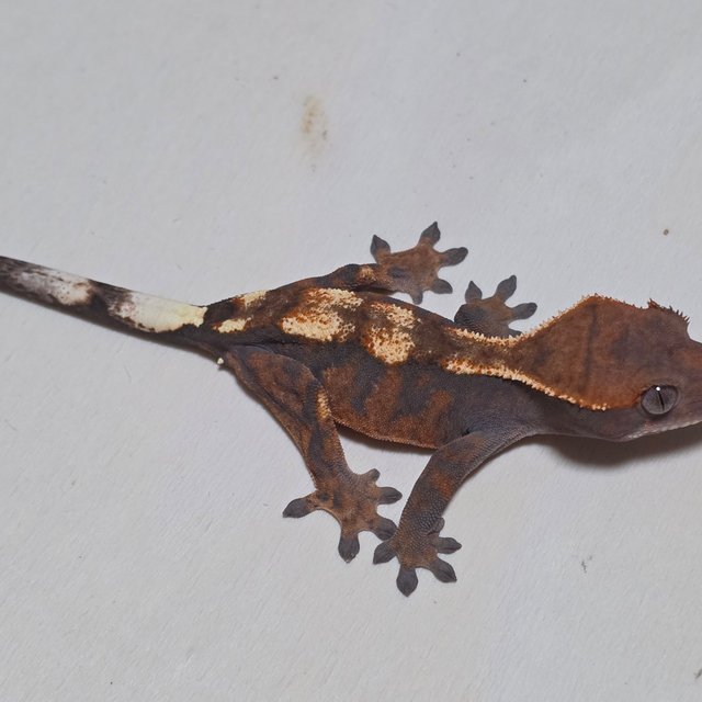 세이블 100%헷아잔틱