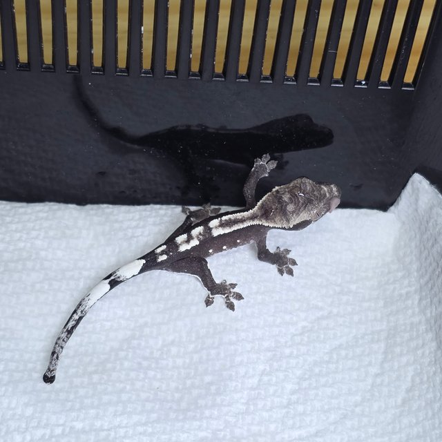 아잔틱