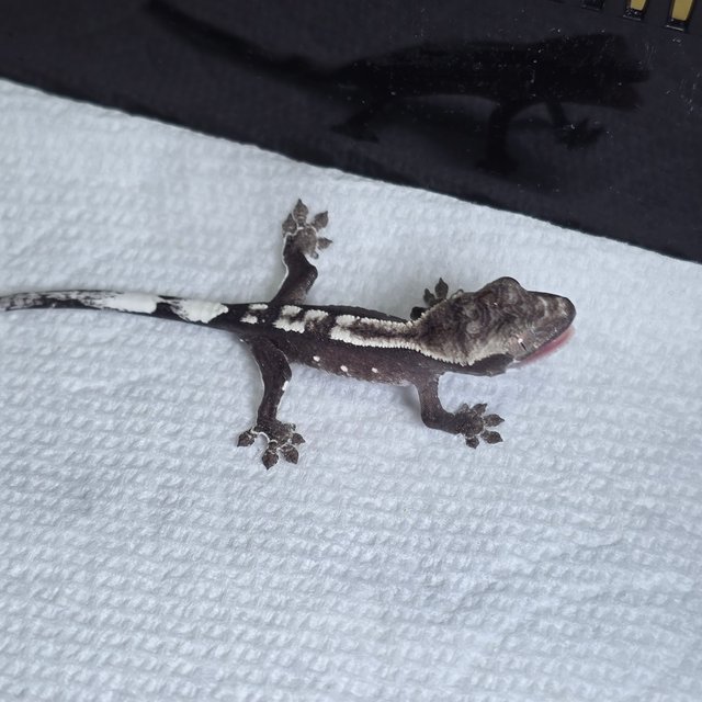 아잔틱