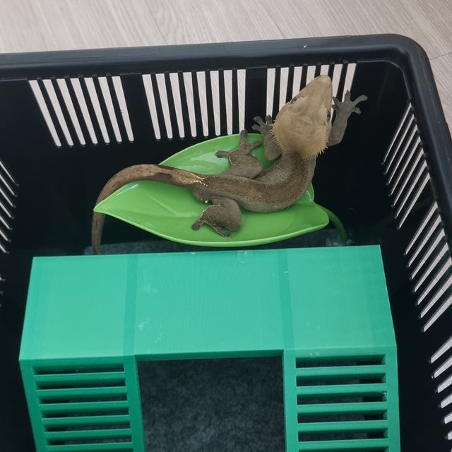 챠콜 블랙