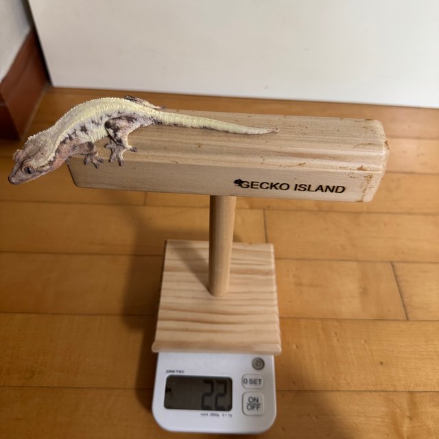 릴리 세이블 솔리드백