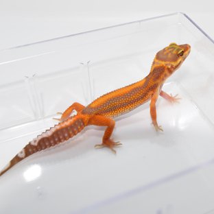 트램퍼알비노 볼드