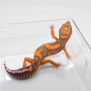 정글 트램퍼알비노 레드 텐저린 볼드