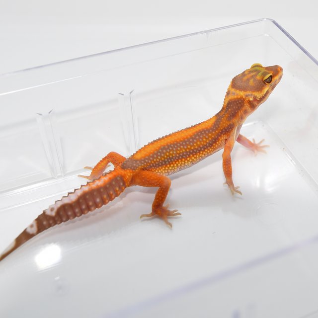 트램퍼알비노 볼드