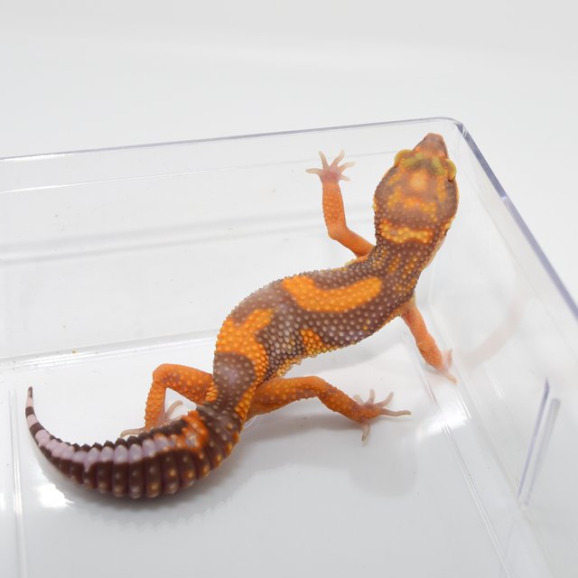 정글 트램퍼알비노 레드 텐저린 볼드