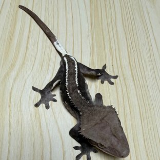 아잔틱