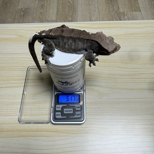 카푸치노