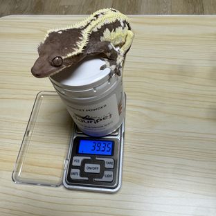 릴잔틱