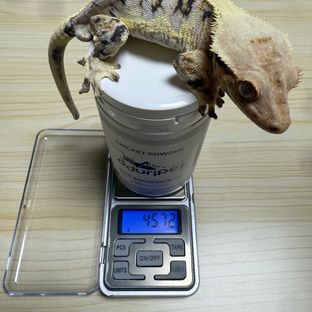 릴리100%헷아잔틱