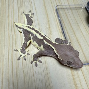 릴잔틱