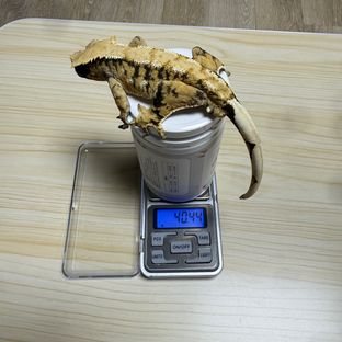 트라이 익스트림할리퀸