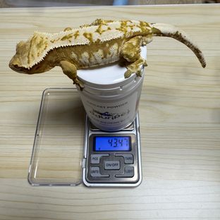 크림시클