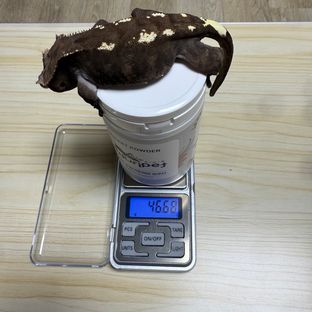 카푸치노