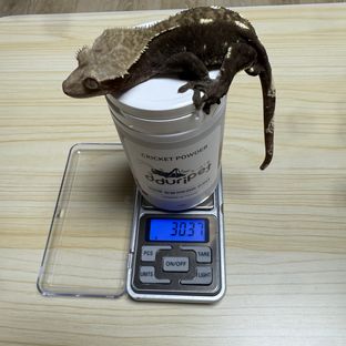 아잔틱