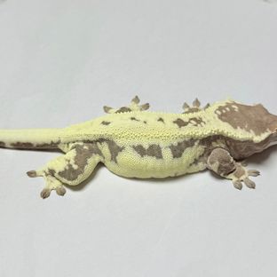 프라푸치노