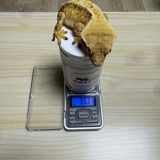 레드 트라이 익스트림할리퀸
