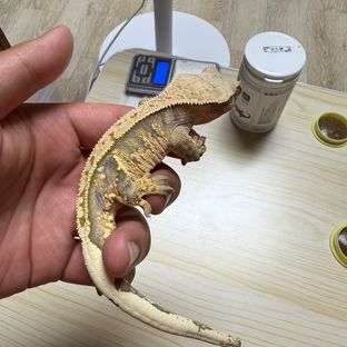 트라이 익스트림할리퀸