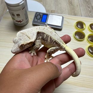 릴리화이트