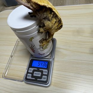 트라이 익스트림할리퀸