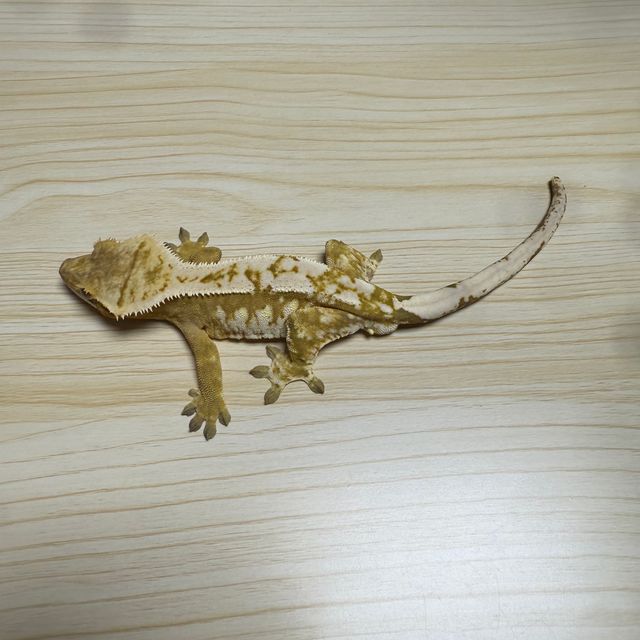크림시클