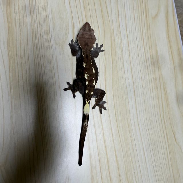 카푸치노