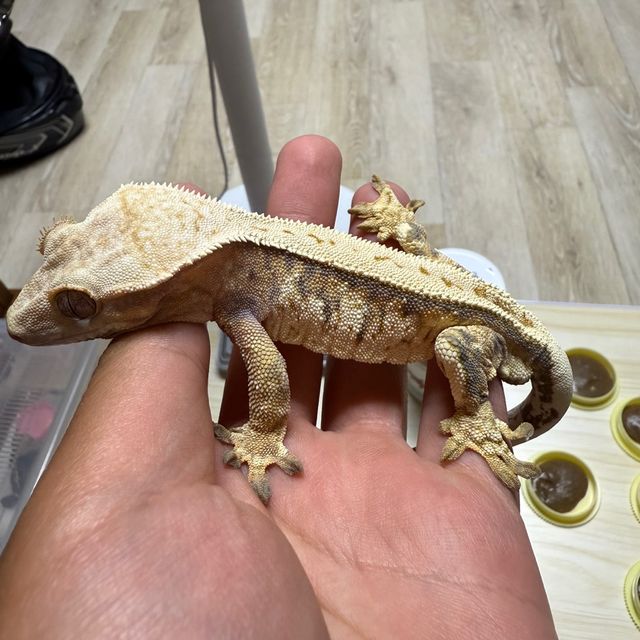 트라이 익스트림할리퀸