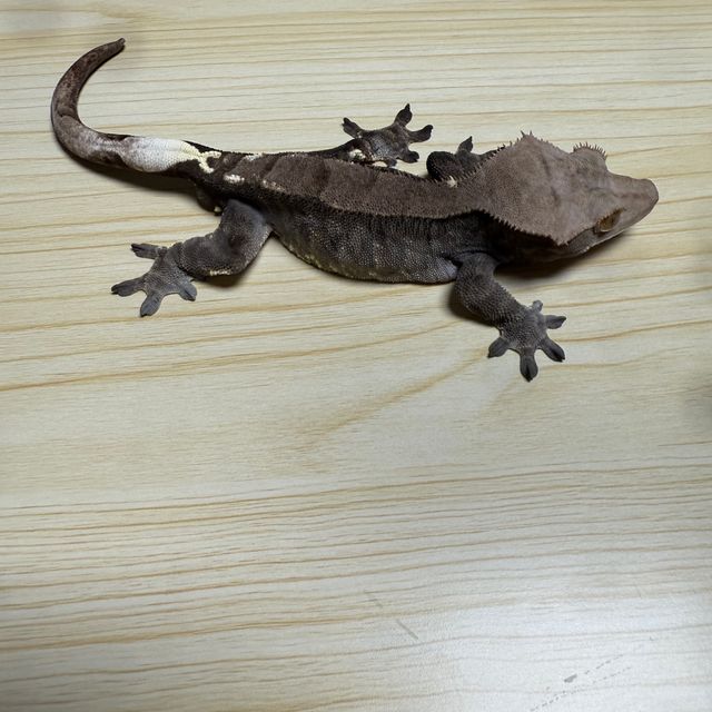 카푸치노