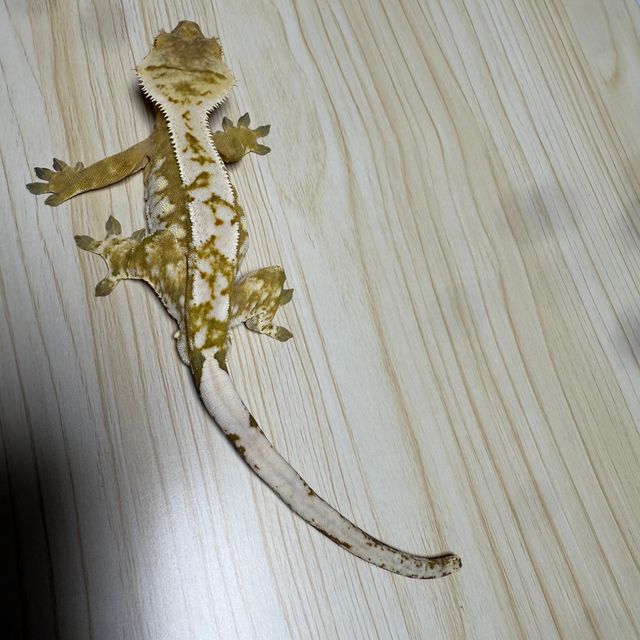 크림시클